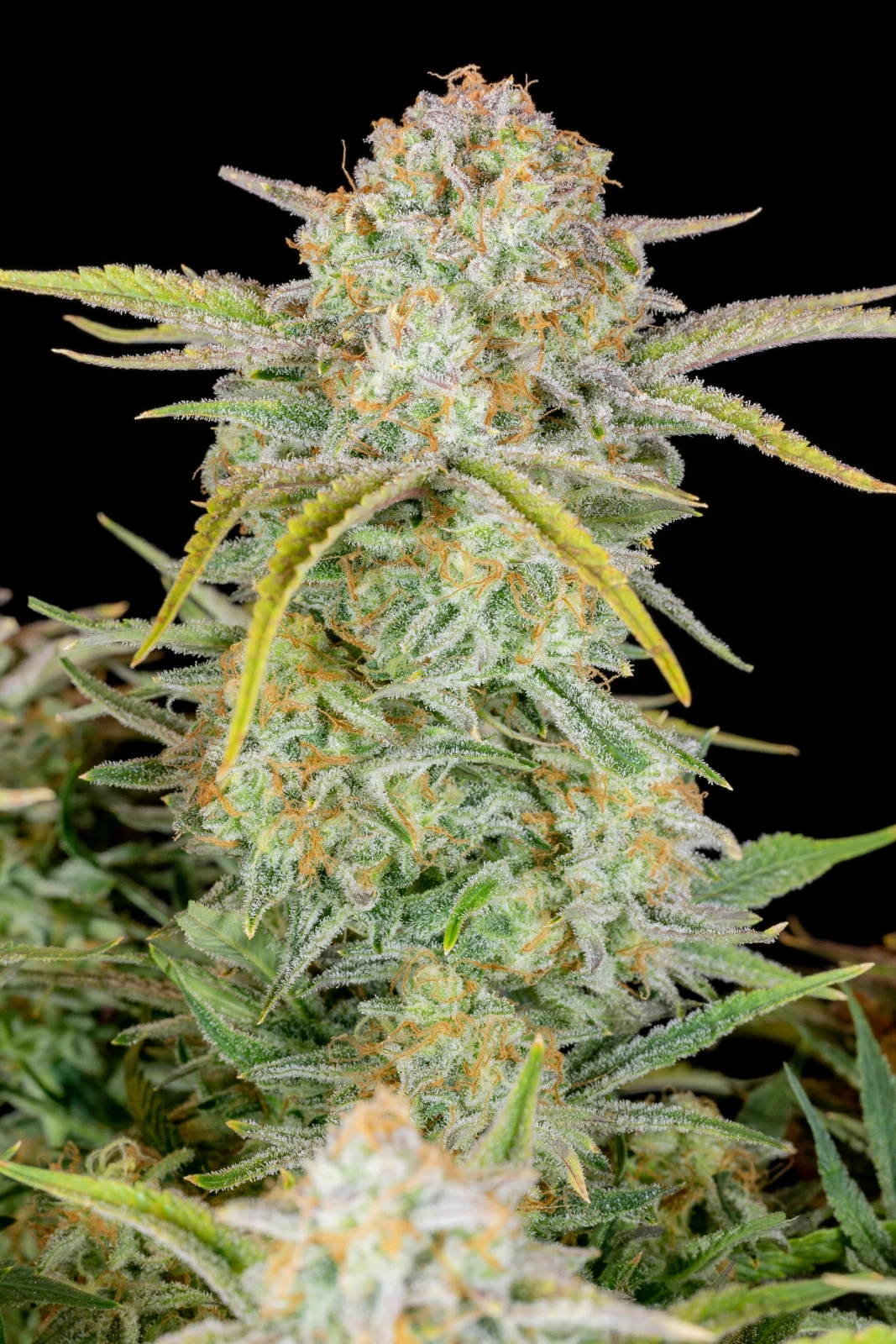 Bruce Banner - Auto