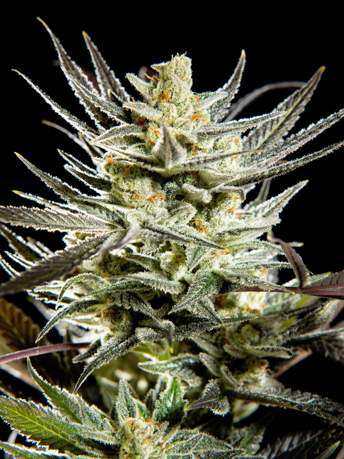 Fruity Jack - Feminized 1