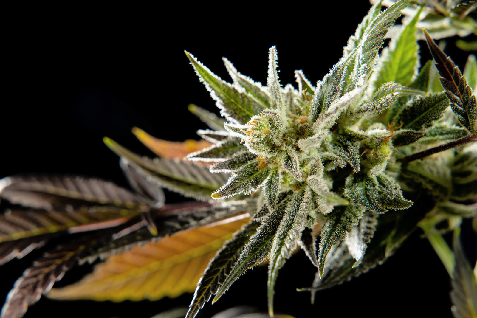 Fruity Jack - Feminized 2