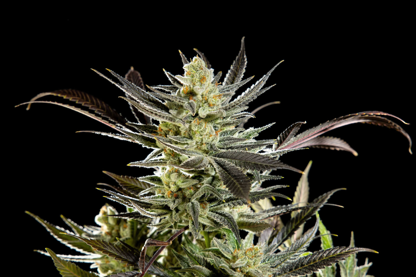Fruity Jack - Feminized