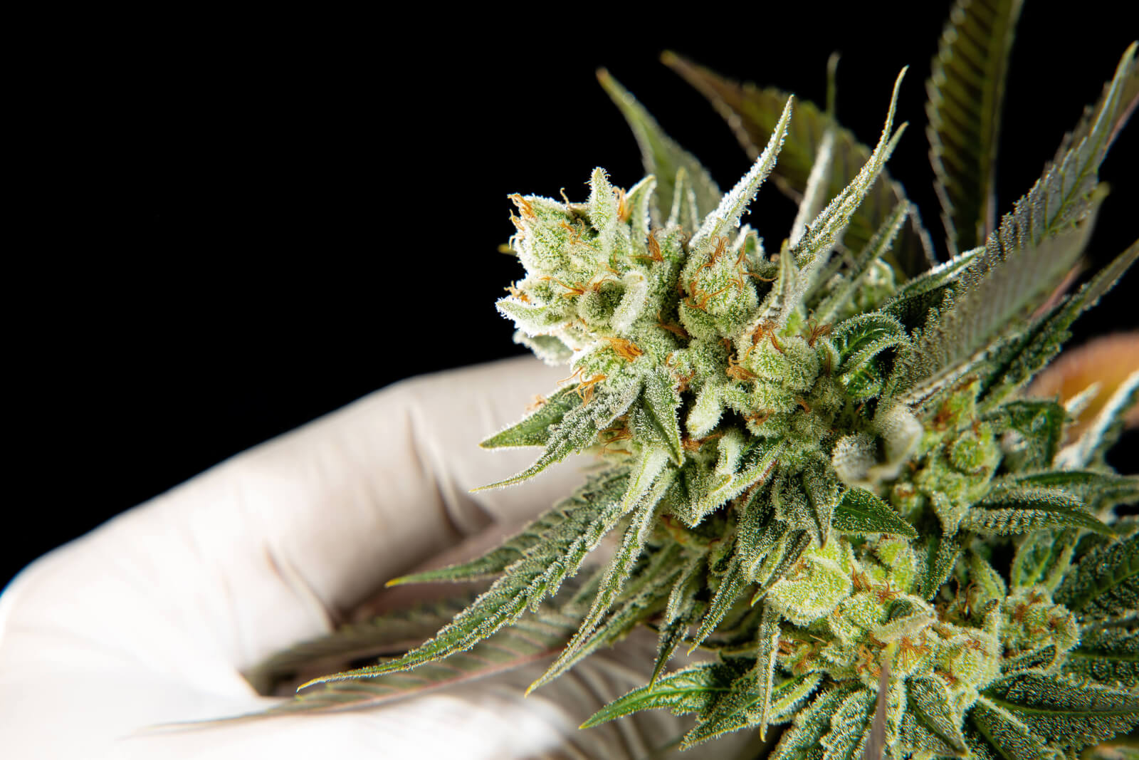 Fruity Jack - Feminized 3