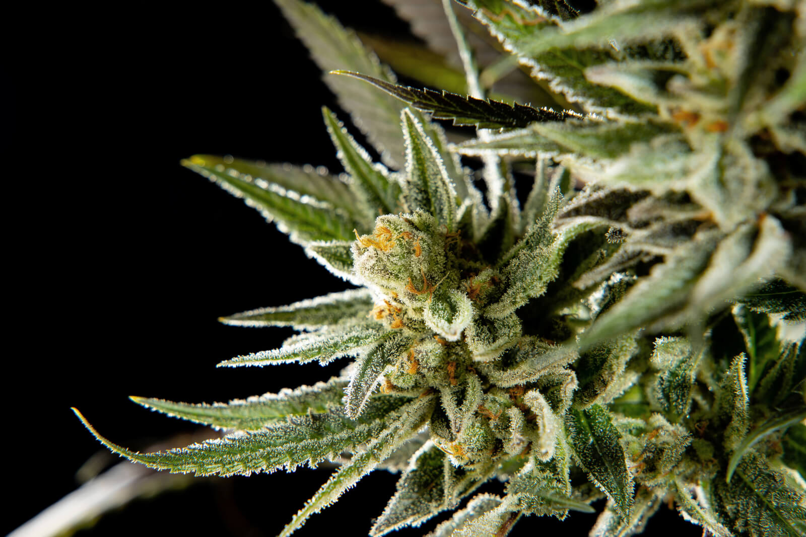 Fruity Jack - Feminized 4