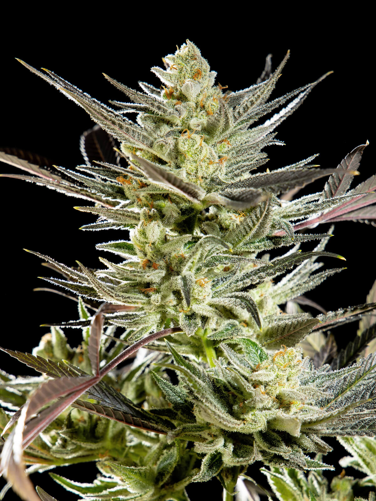 Fruity Jack - Feminized 5