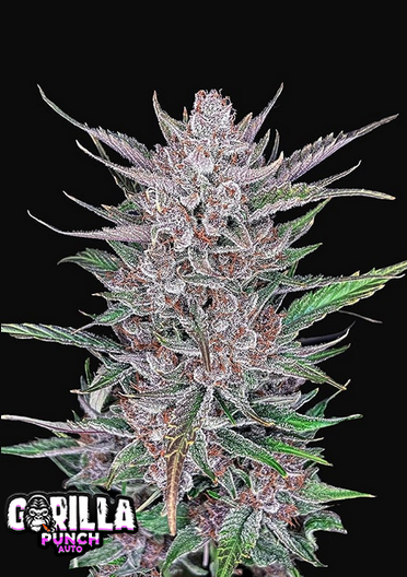 Gorilla Punch - Auto