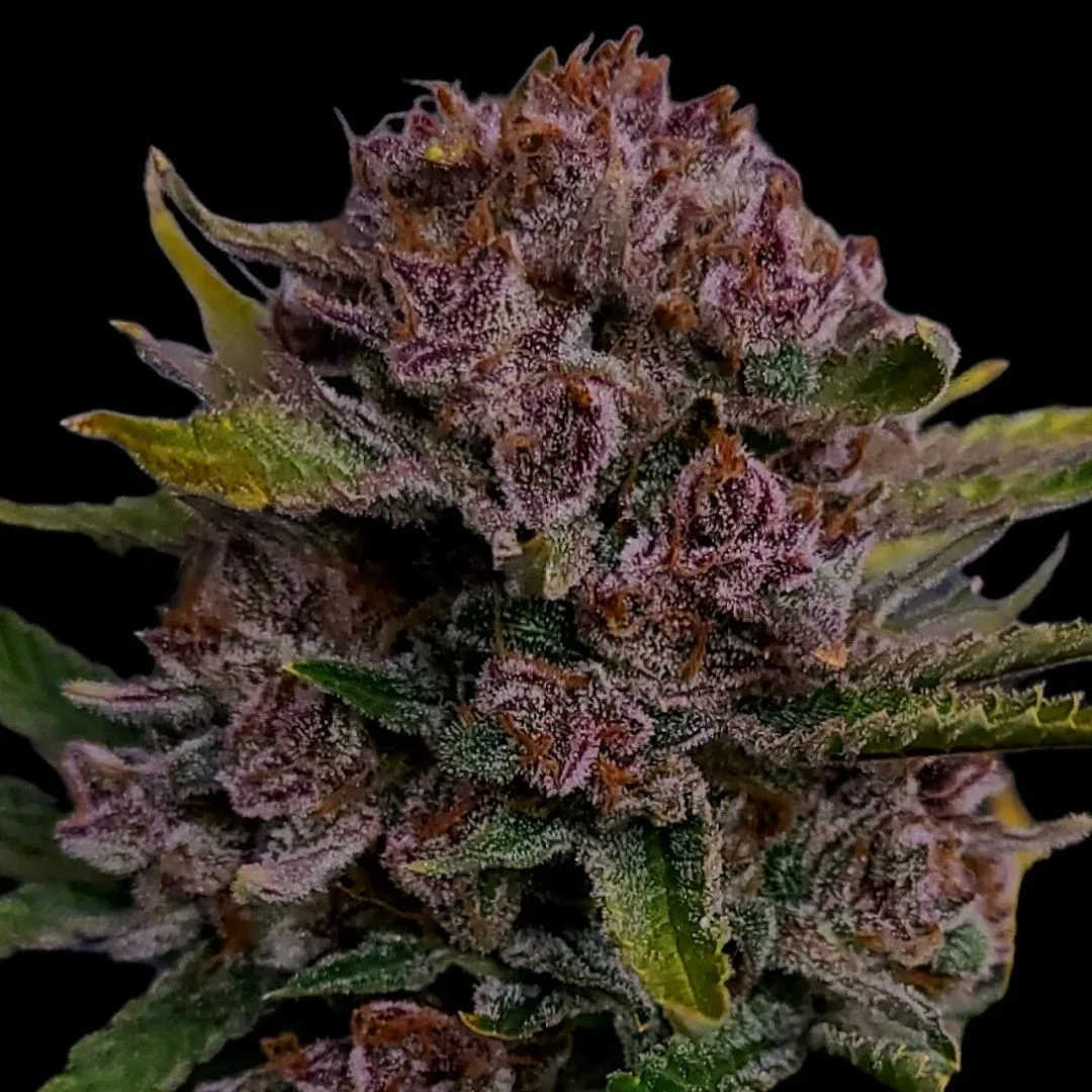 Gorilla Punch - Auto