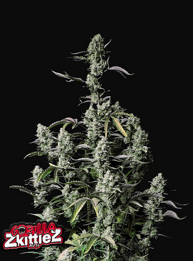 Gorilla Zkittlez - Auto