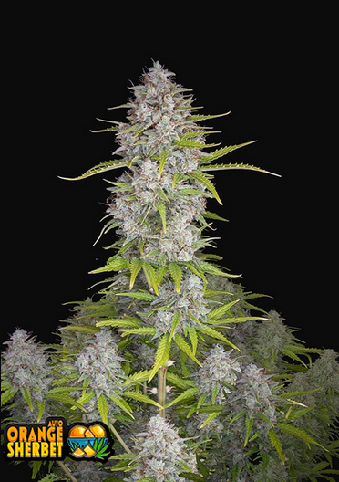 Orange Sherbet - Auto