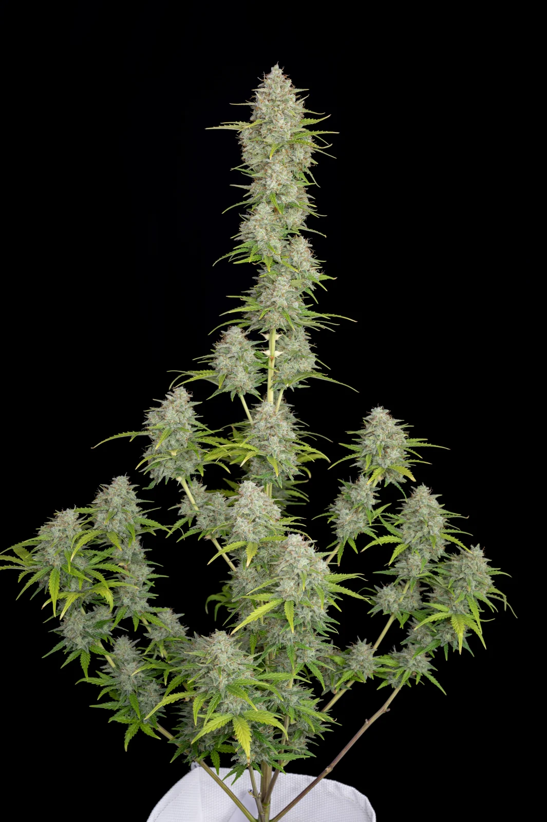 Orange Sherbet - Auto