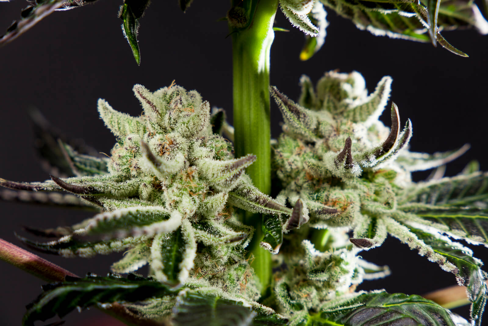 Purple Punch x Do-Si-Dos - Feminized 3