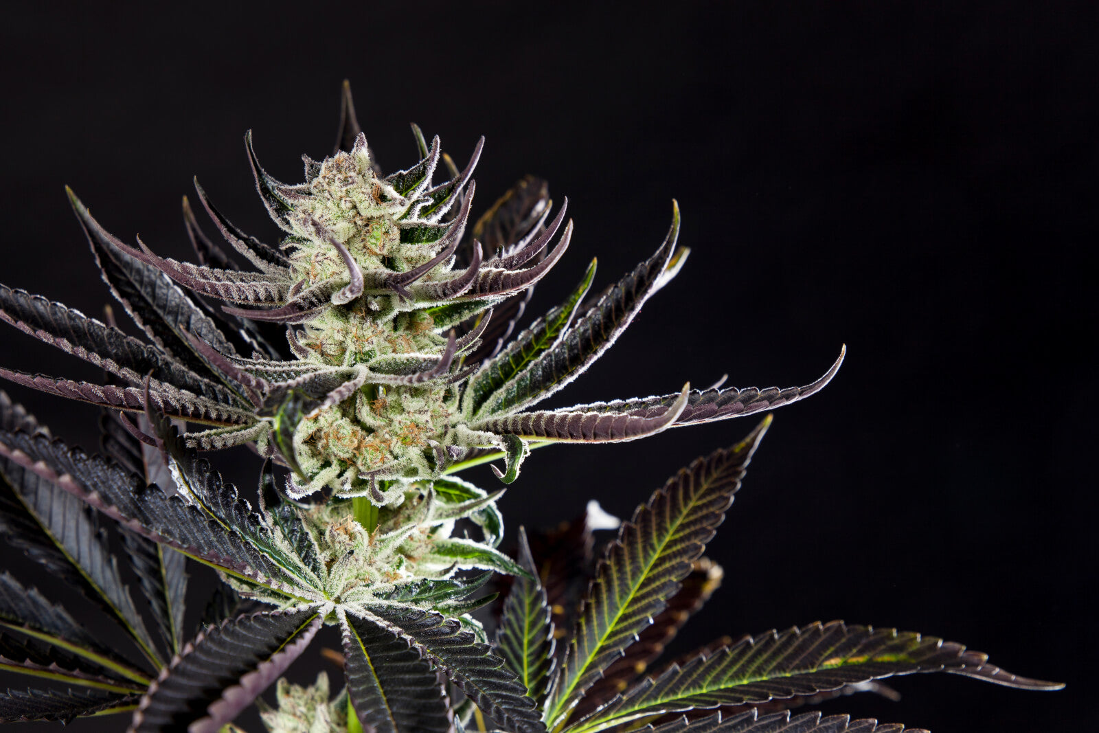 Purple Punch x Do-Si-Dos - Feminized 6