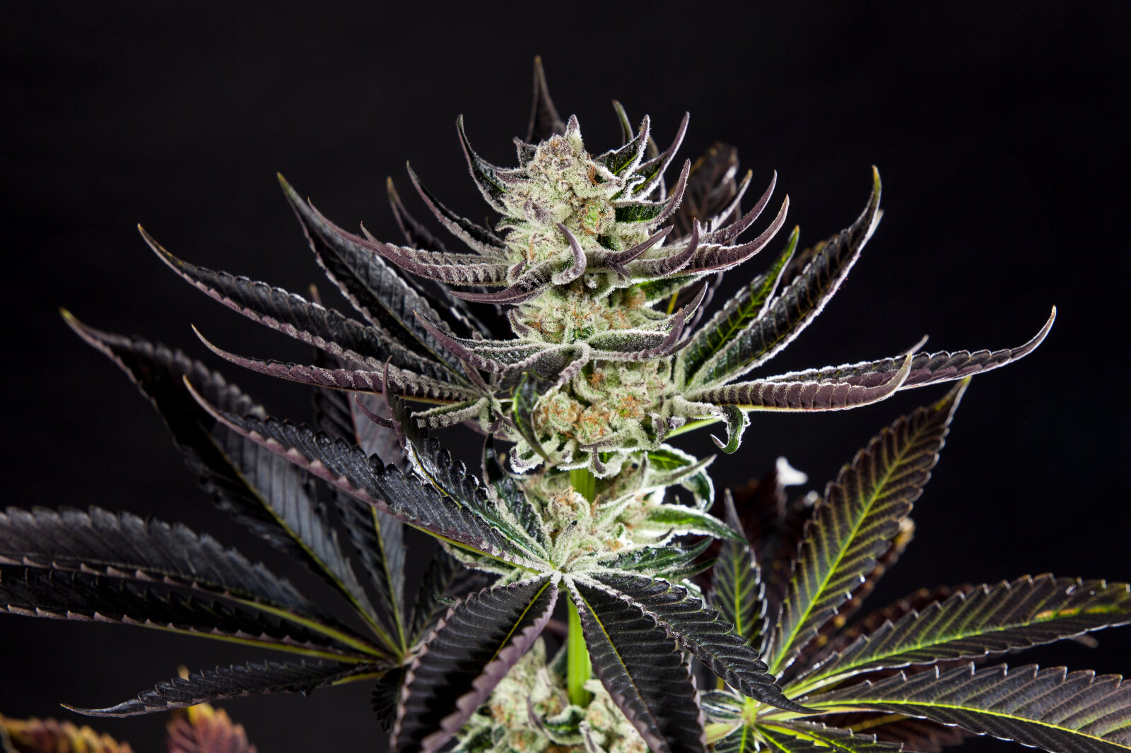 Purple Punch x Do-Si-Dos - Feminized 5