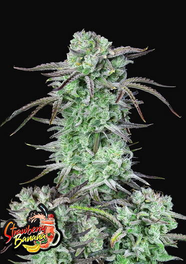 Strawberry Banana - Auto