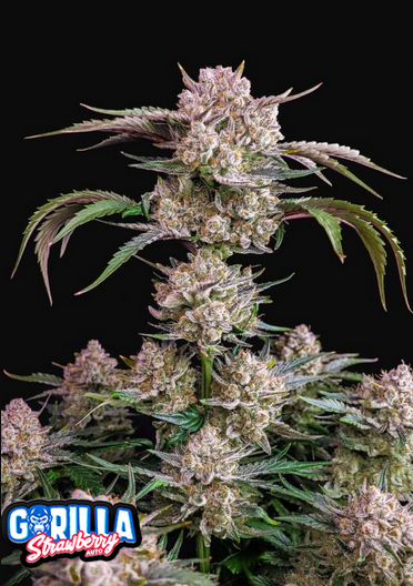 Strawberry Gorilla - Auto 1