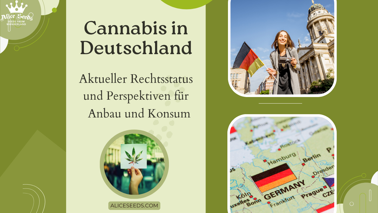 Cannabis-in-Deutschland-Aktueller-Rechtsstatus-und-Perspektiven-für-Anbau-und-Konsum