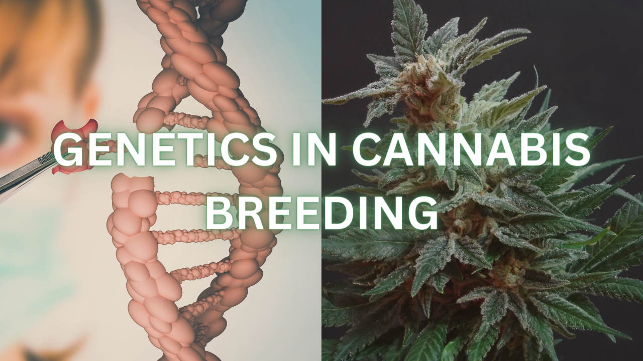 The role of genetics in cannabis breeding