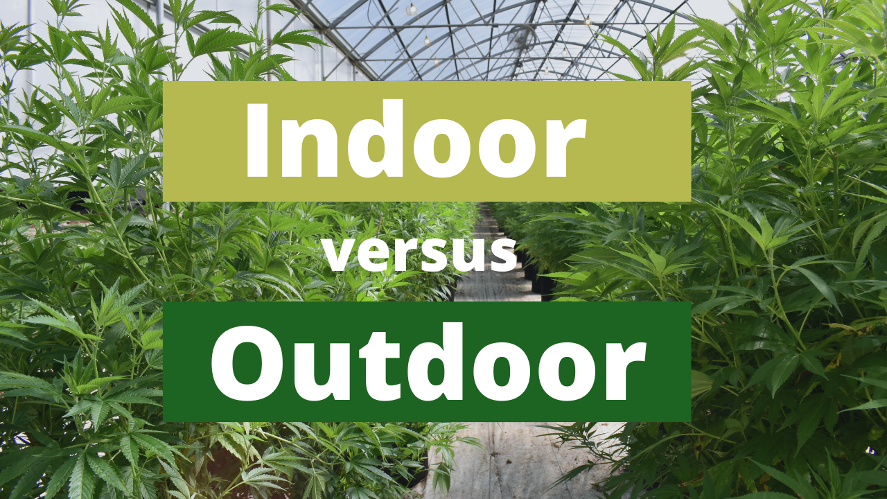 What's the difference between indoor, greenhouse, & outdoor cultivation?
