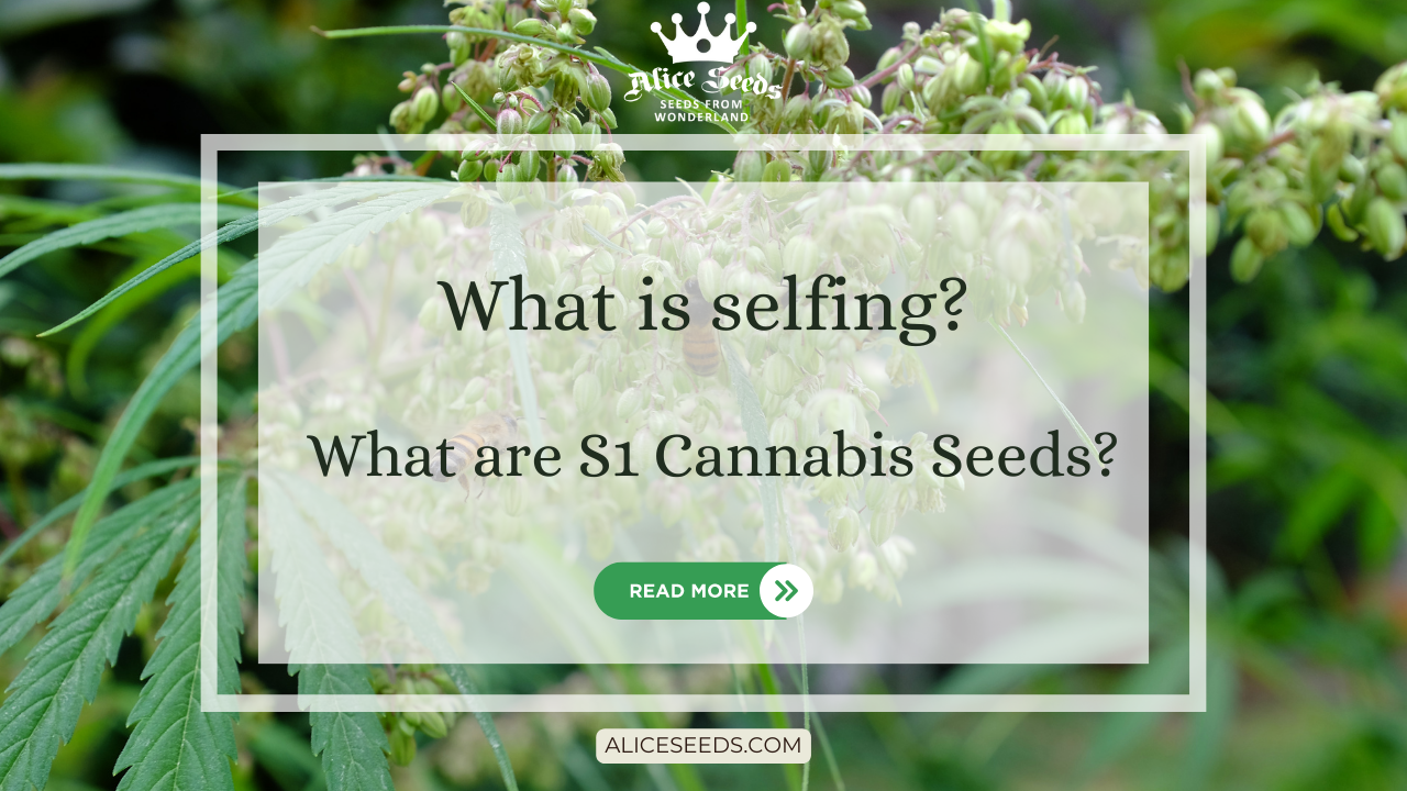 what-is-selfing-alice-seeds