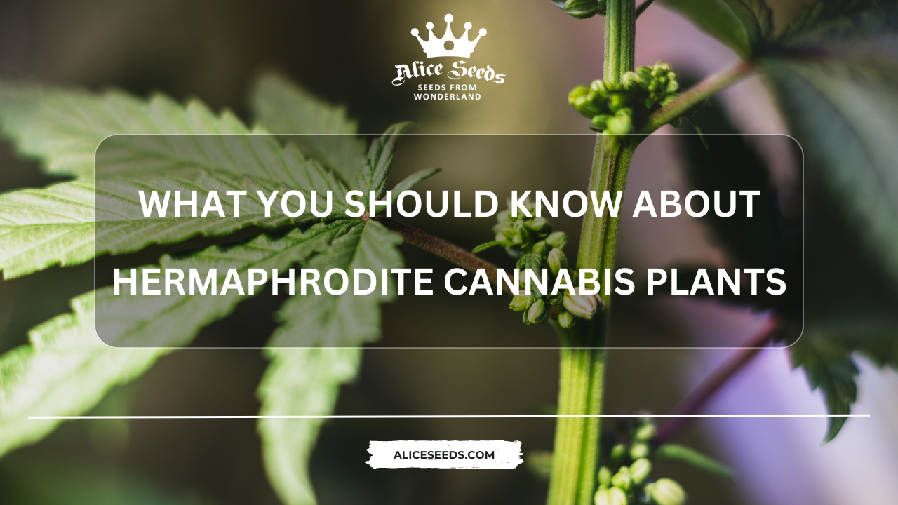 What You Should Know About Hermaphrodite Cannabis Plants