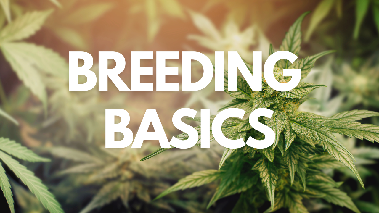 cannabis-breeding-the-basics-alice-seeds