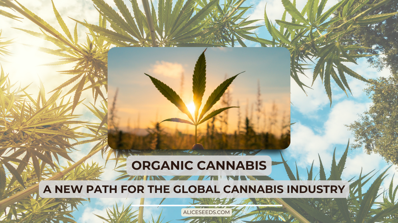 organic-cannabis-a-new-path-for-the-global-cannabis-industry-alice-seeds
