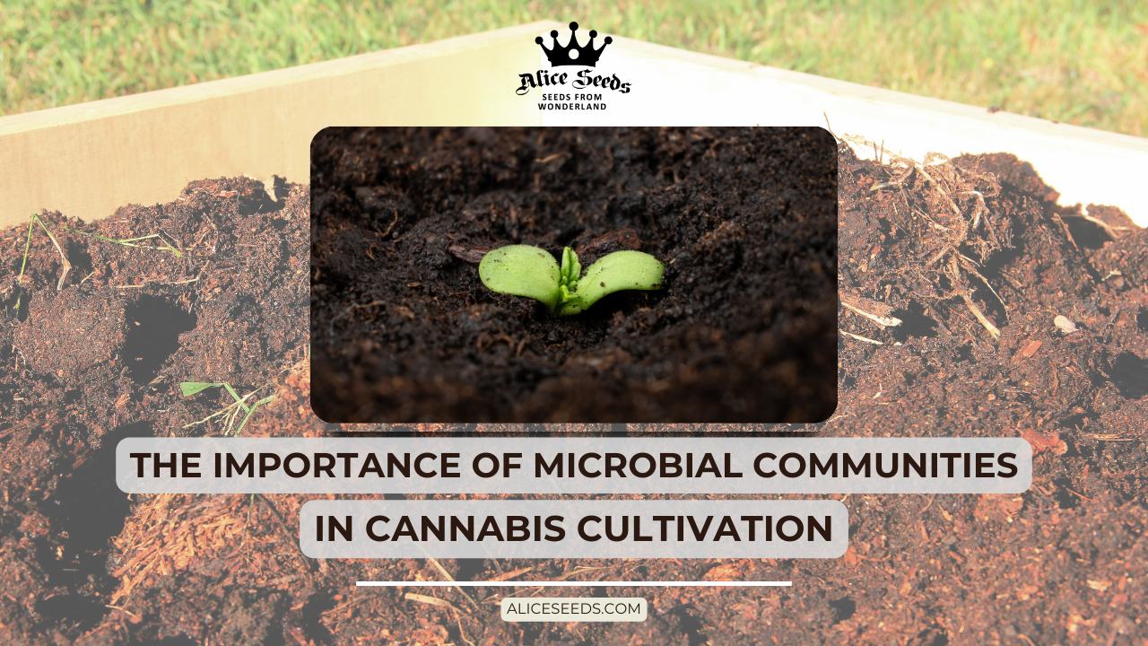 alice-seeds-com-the-importance-of-microbial-communities-in-cannabis-cultivation