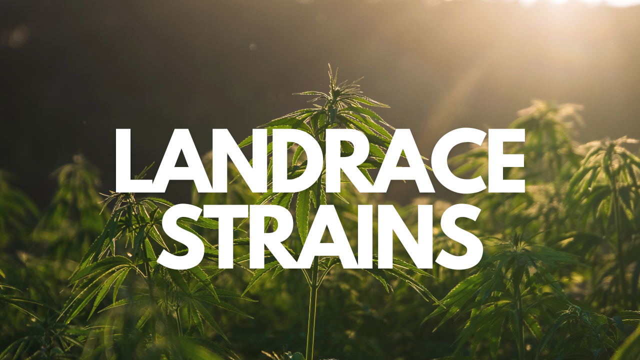 what-are-landraces-strains-alice-seeds