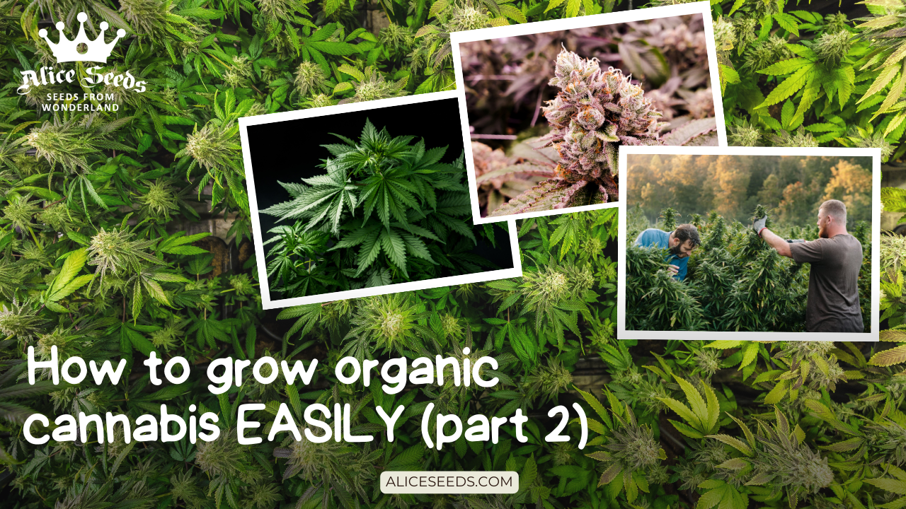 How to grow Organic Cannabis easily (Part 2)