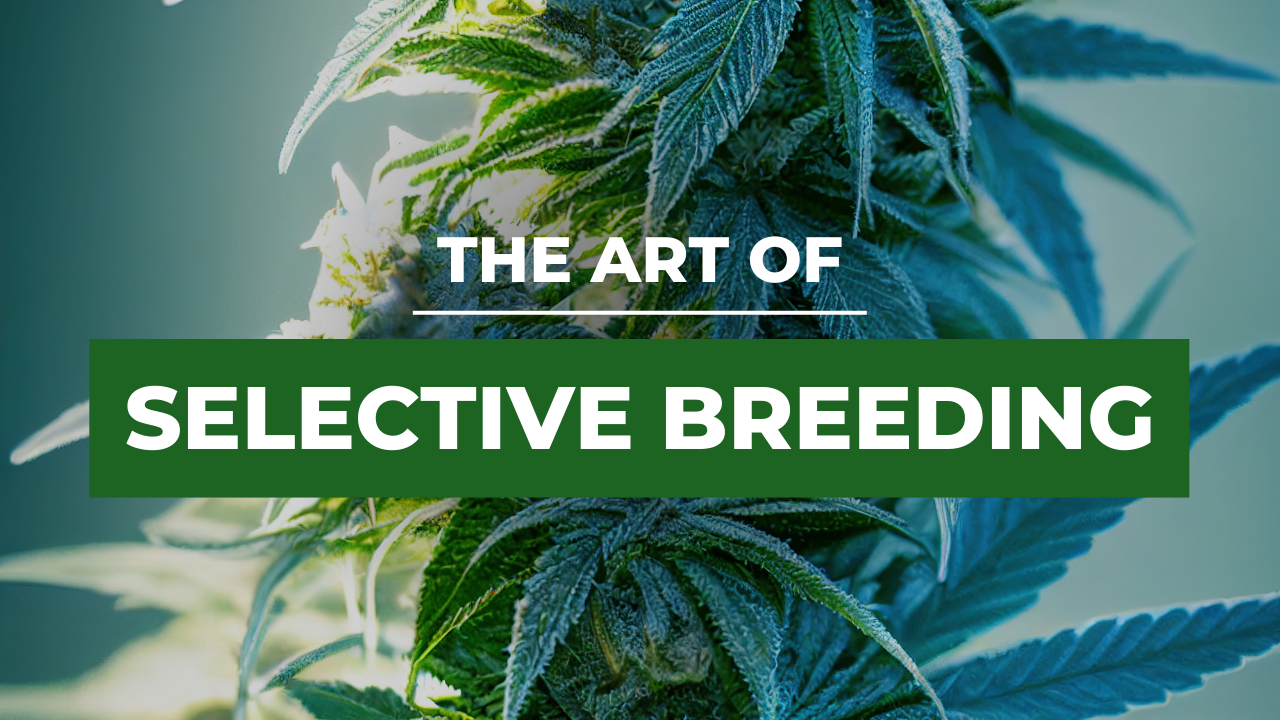 The art of selective cannabis breeding