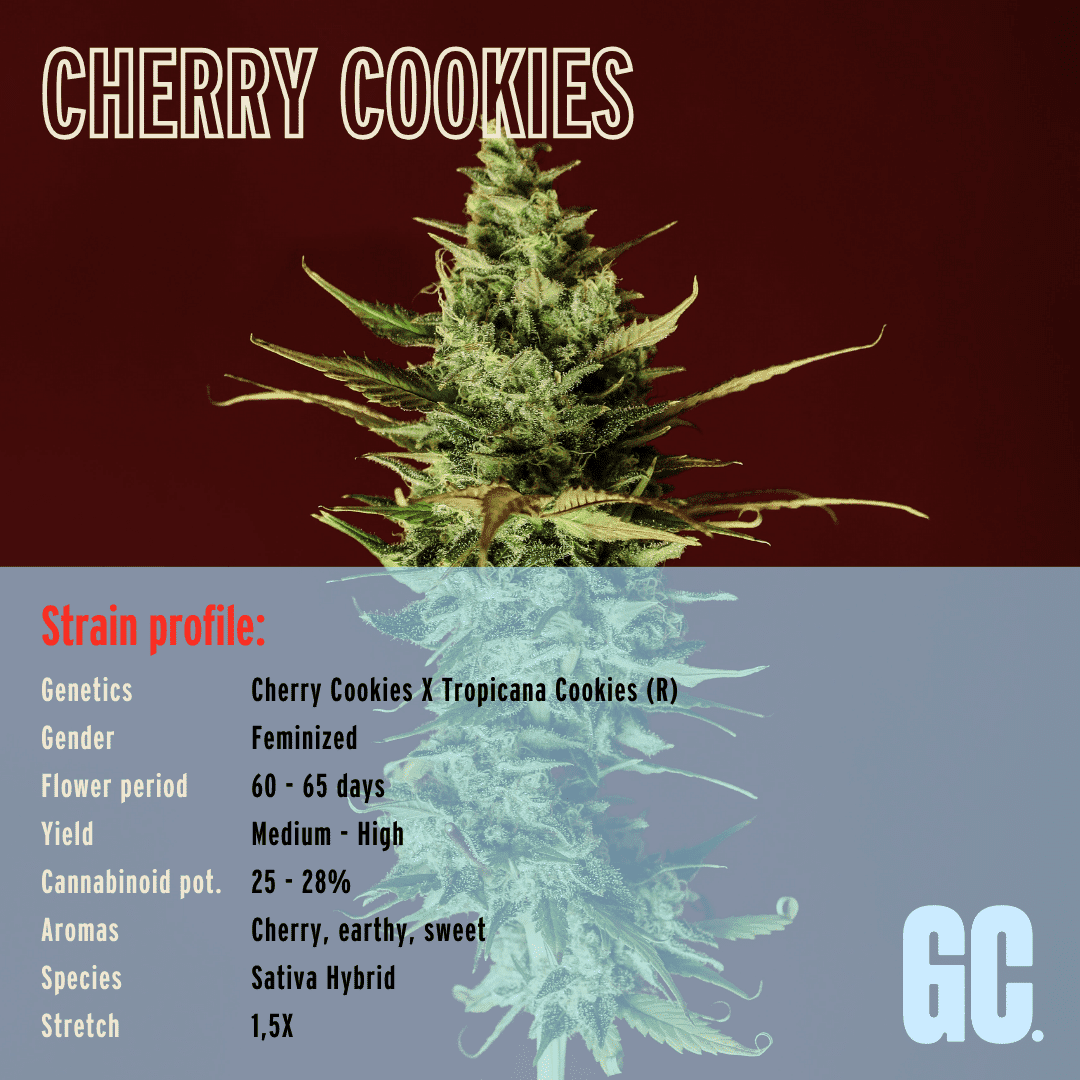 Cherry Cookies - Feminized