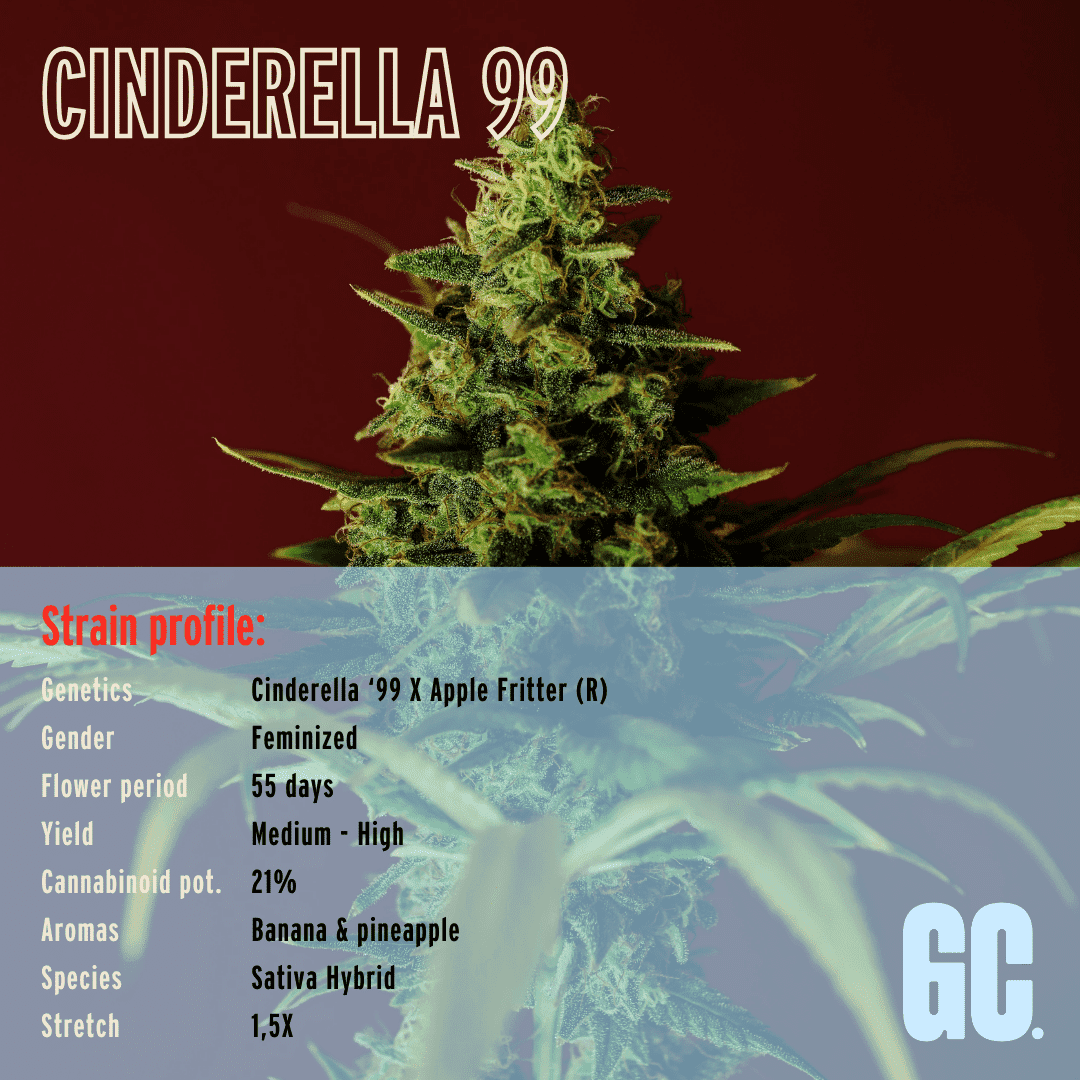 Cinderella 99 - Feminized