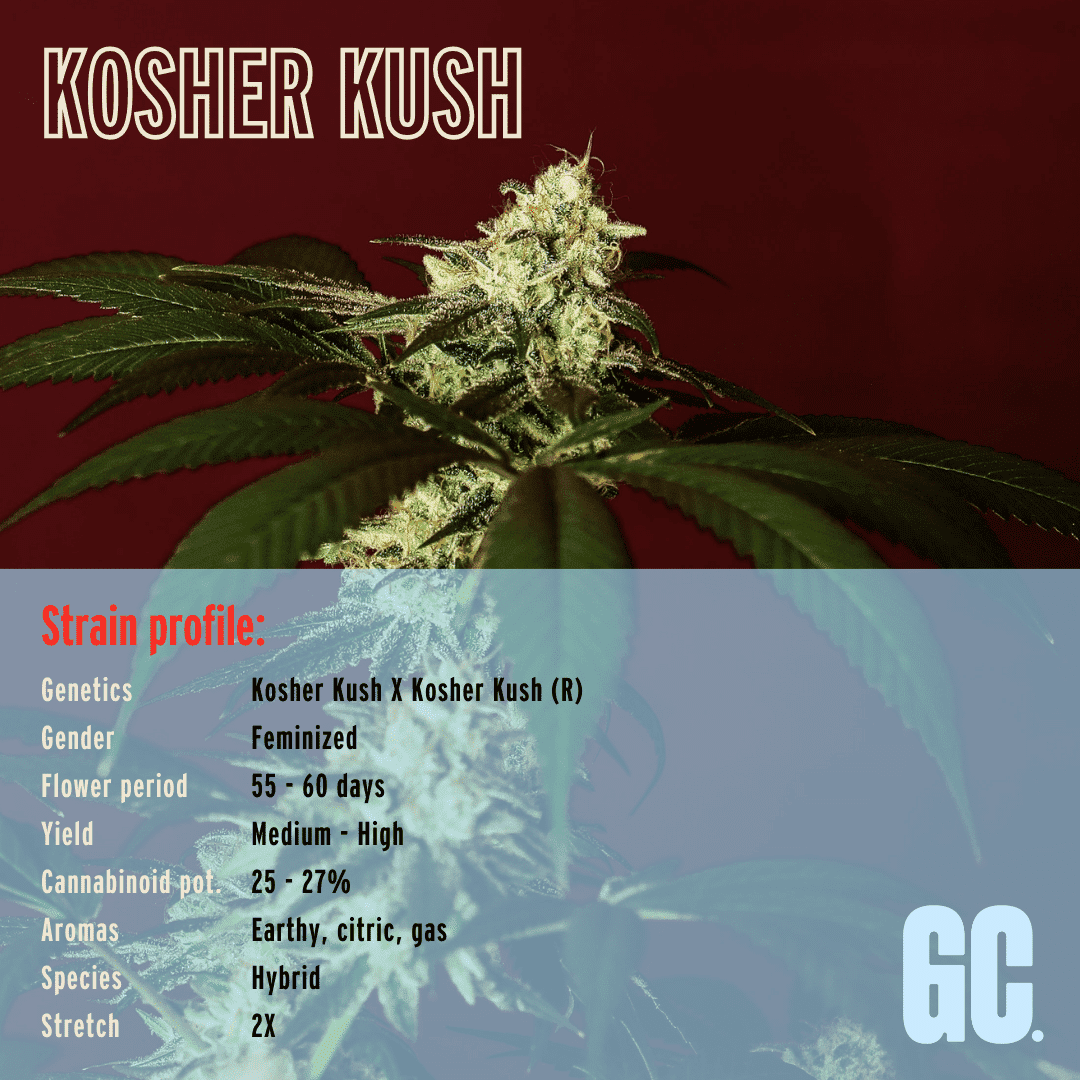 Kosher Kush - Feminized