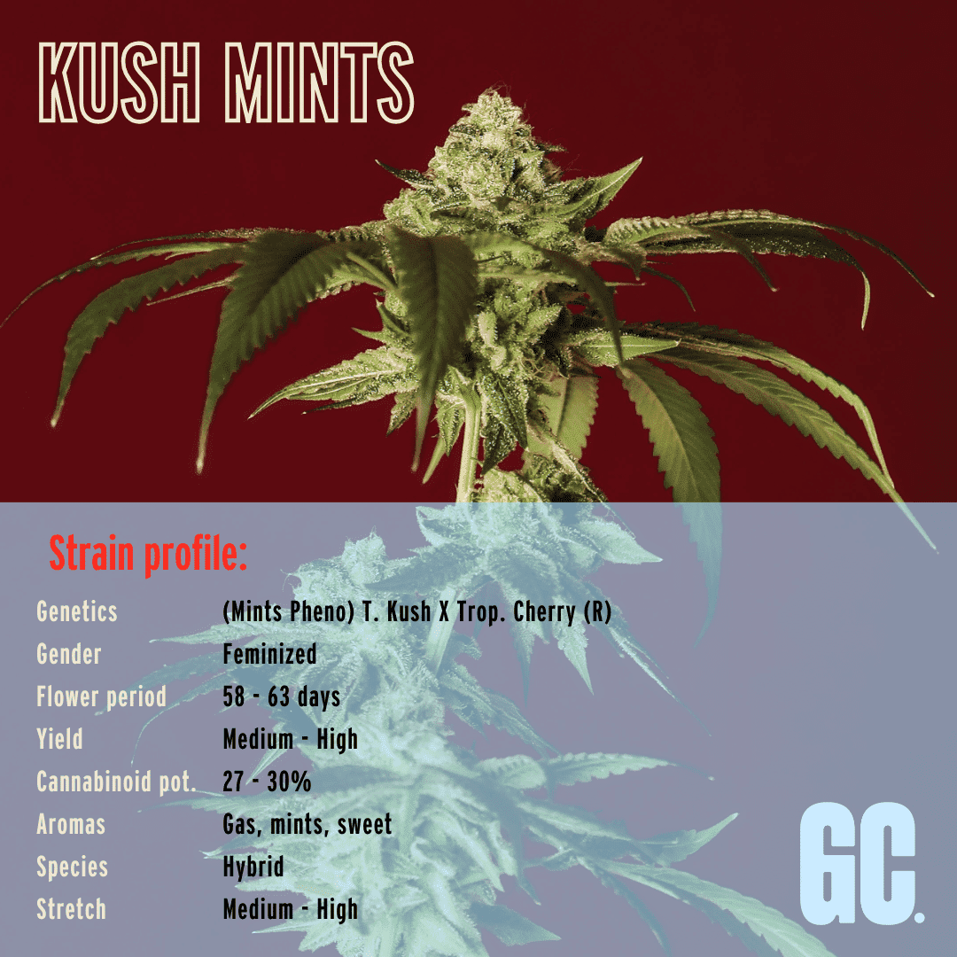 Kush Mints - Feminized