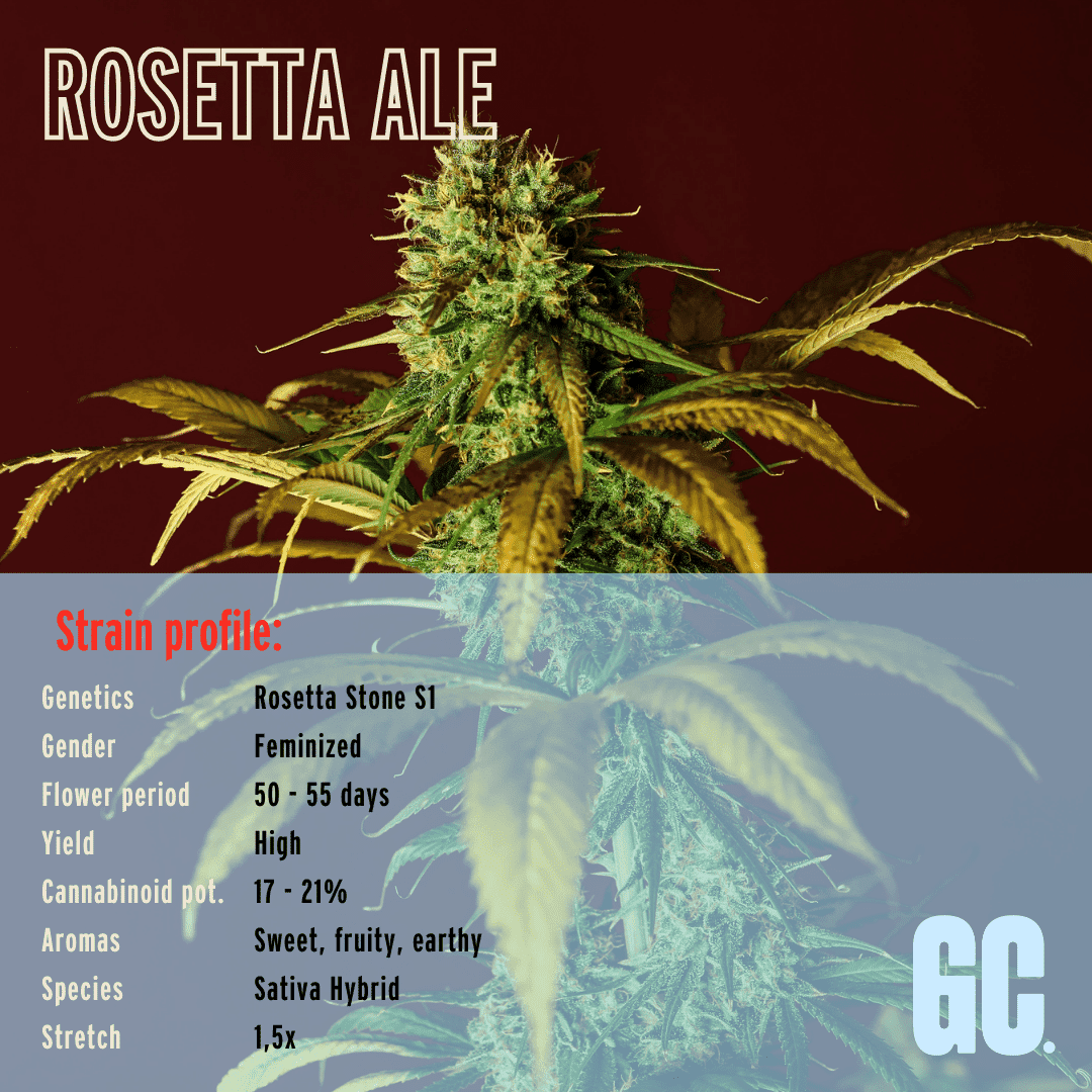 Rosetta Ale - Feminized