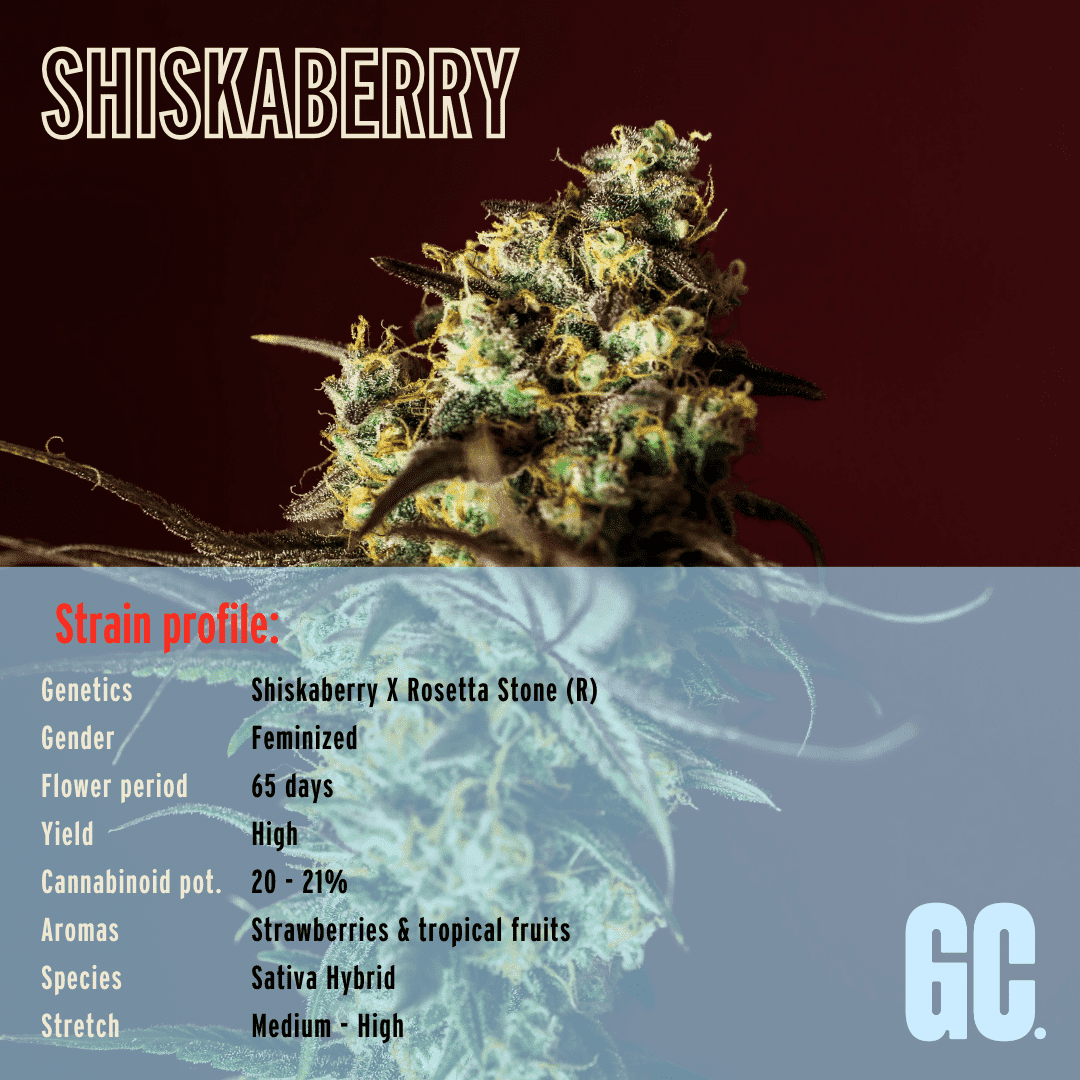 Shiskaberry - Feminized