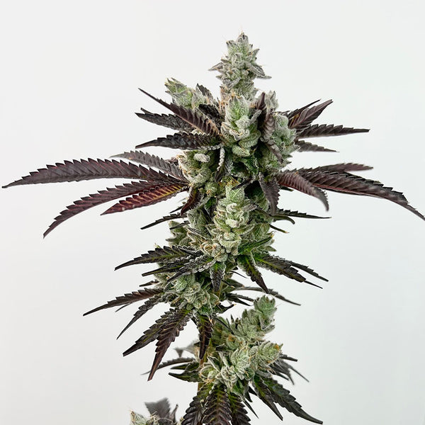 exotic-genetix-next-