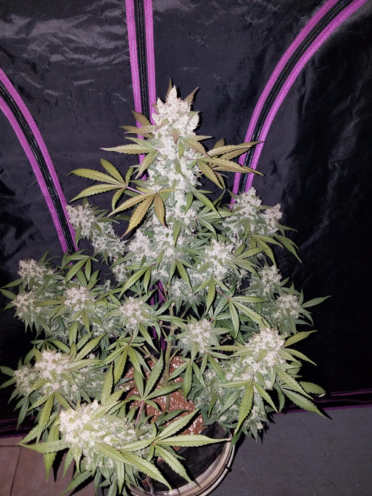 Girl Scout Cookies - Auto