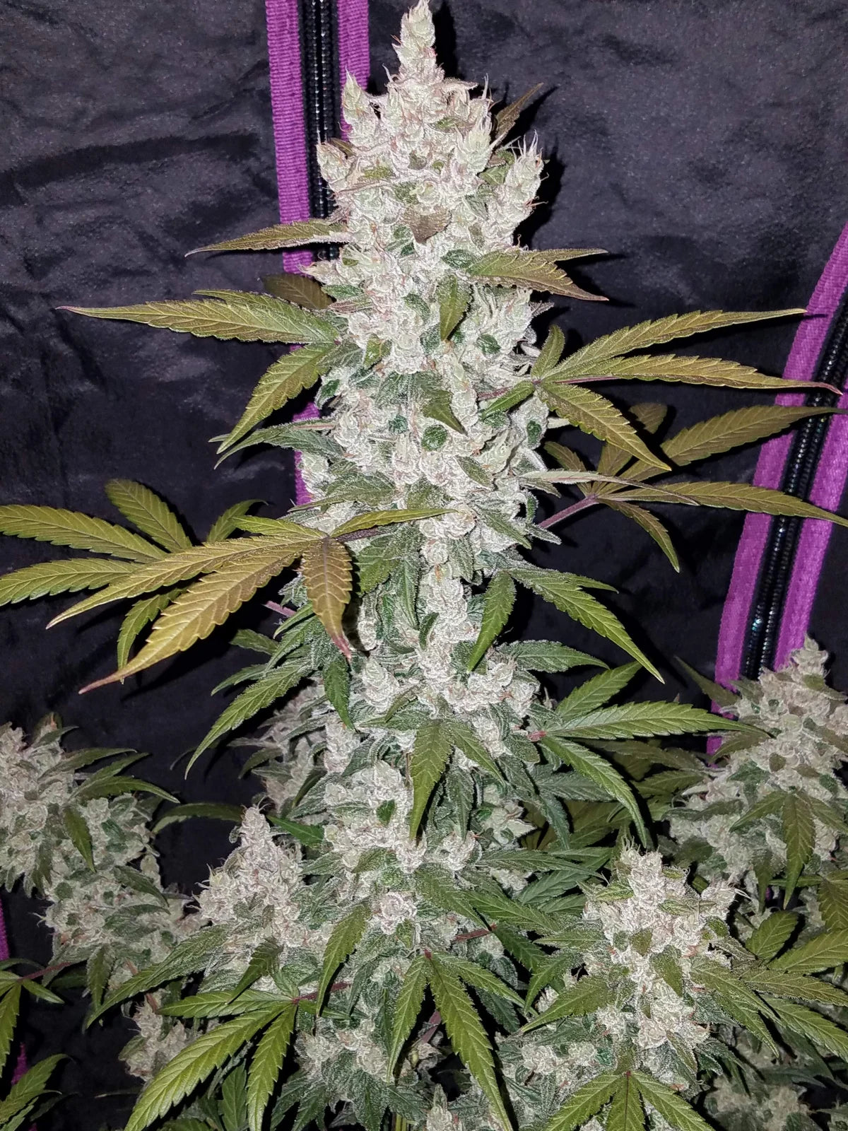 Girl Scout Cookies - Auto