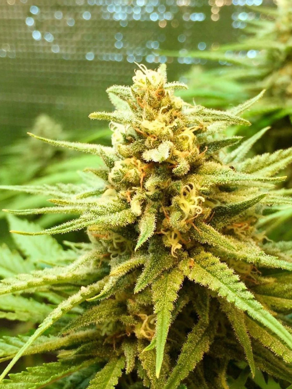 Girl Scout Cookies - Feminized