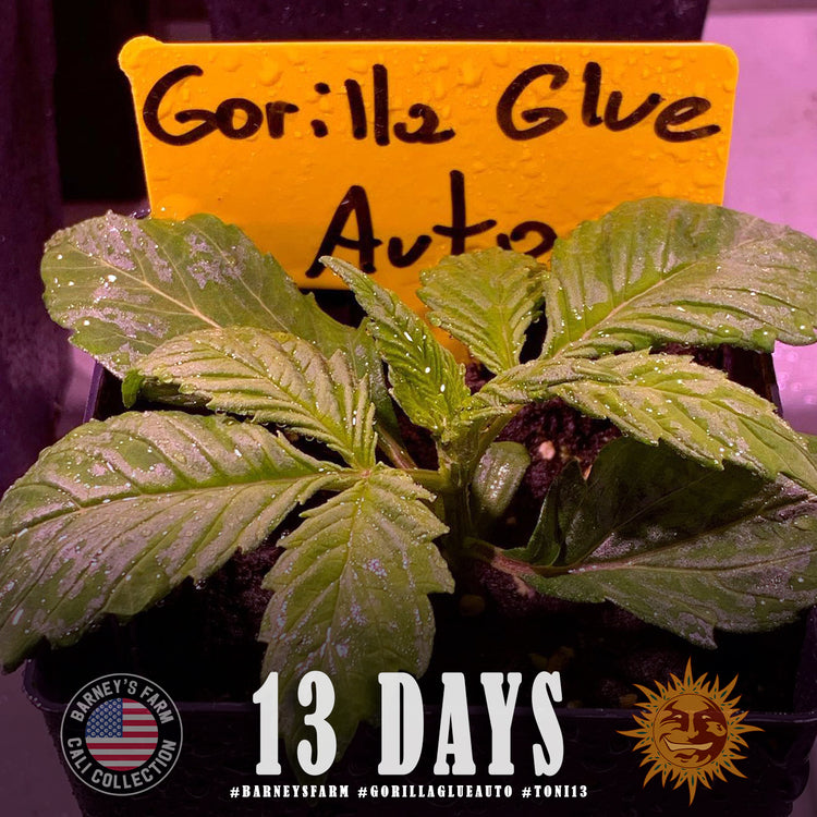 Gorilla Glue - Auto