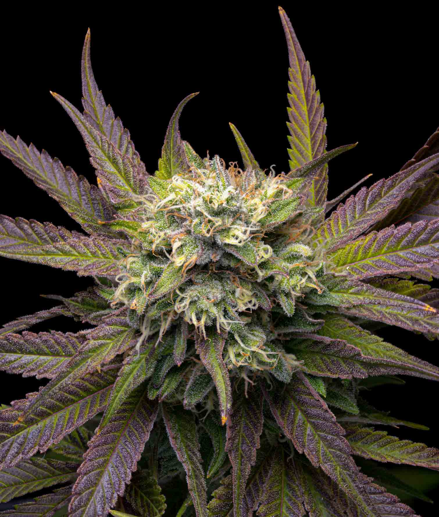 Mela Verde Feminized Seeds - Green Apple Flavored