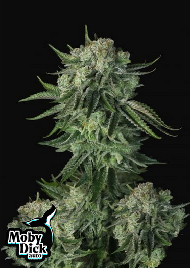 Moby Dick - Auto