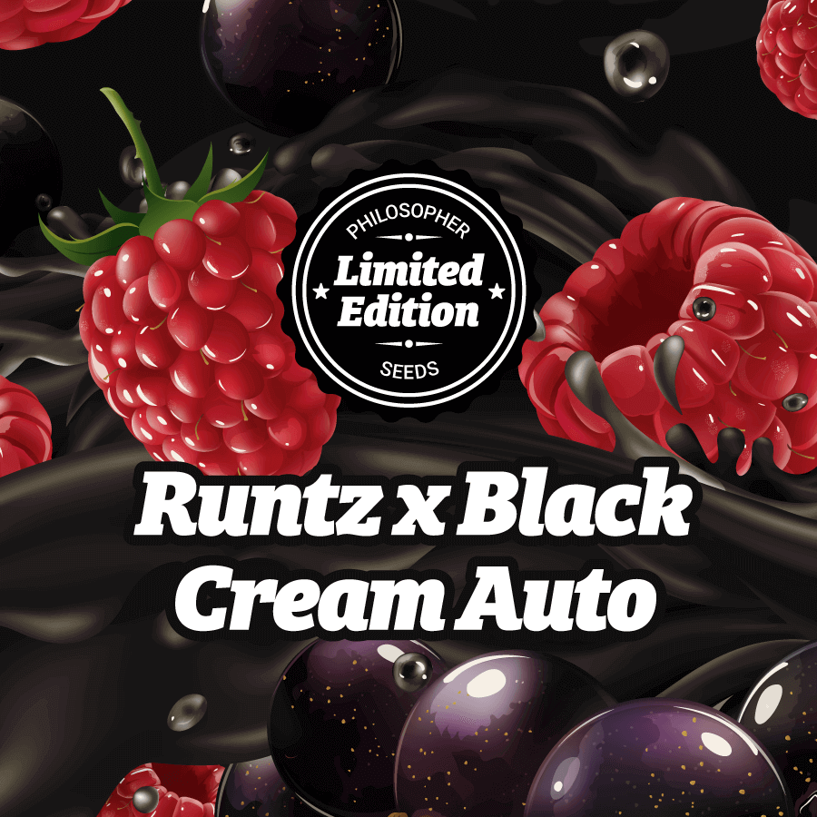 Runtz x Black Cream (Fast Version) - Feminized