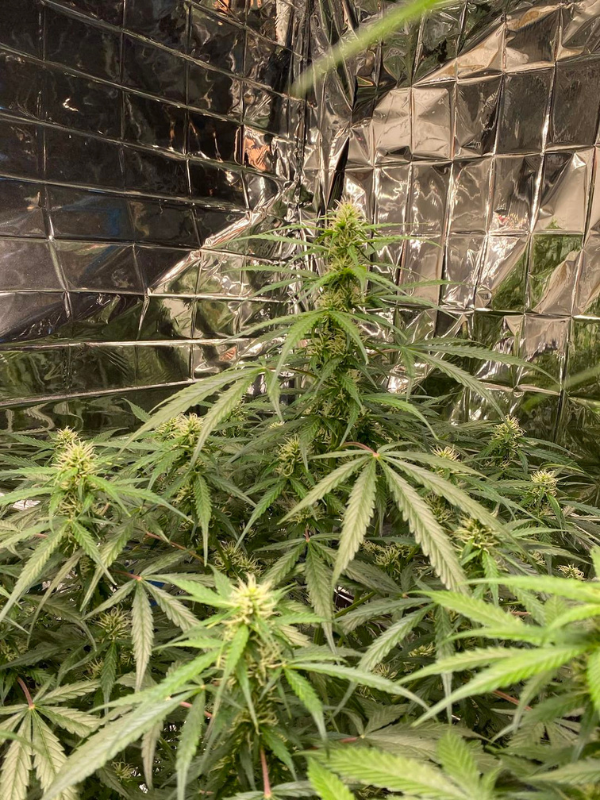 Zkittlez Autoflower Seeds - Fruity & Flavorful Strain