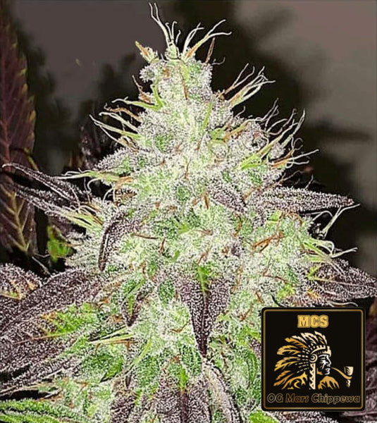 OG Mars Chippewa Feminized Seeds - Intergalactic Hybrid