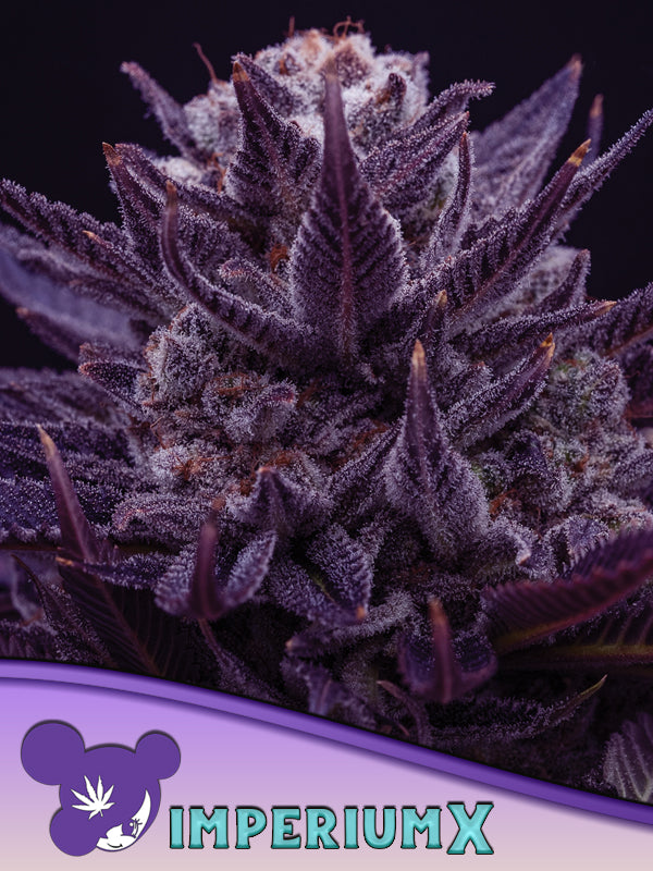 Imperium X® feminized cannabis seeds produce monumental yields of crystallized buds with a gassy kush aroma. This premium THC-rich hybrid strain delivers powerfully euphoric effects. Discreet global delivery.