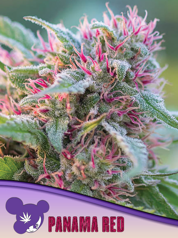 Red Strain Panama Red Feminized Seeds - Classic Sativa Strain