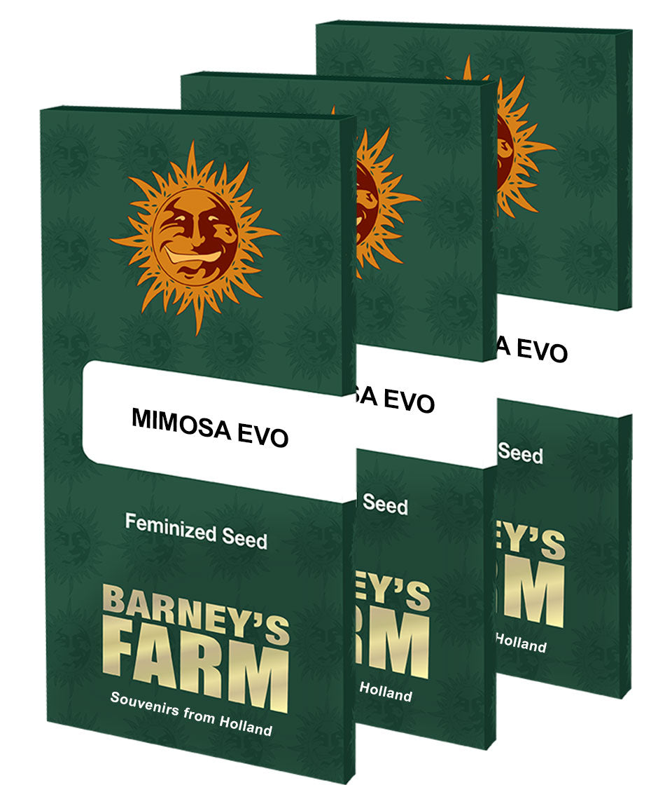 Mimosa EVO - Feminized